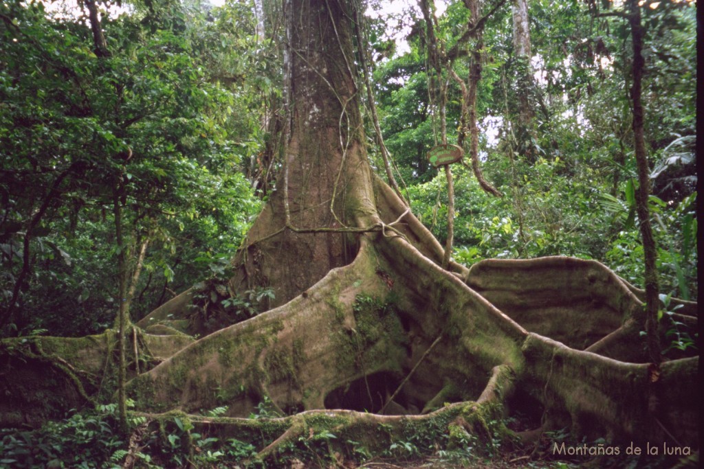 las impresionantes raíces y base del árbol Yapitia de más de 200 años